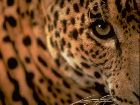 29_animals_leopard010.jpg