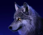 3_wallpaper_loup_1.jpg